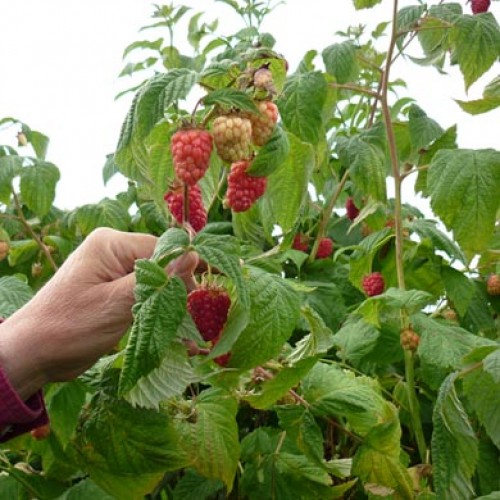 Bareroot Raspberry Canes Cascade Delight Late Red | ScotPlants Direct